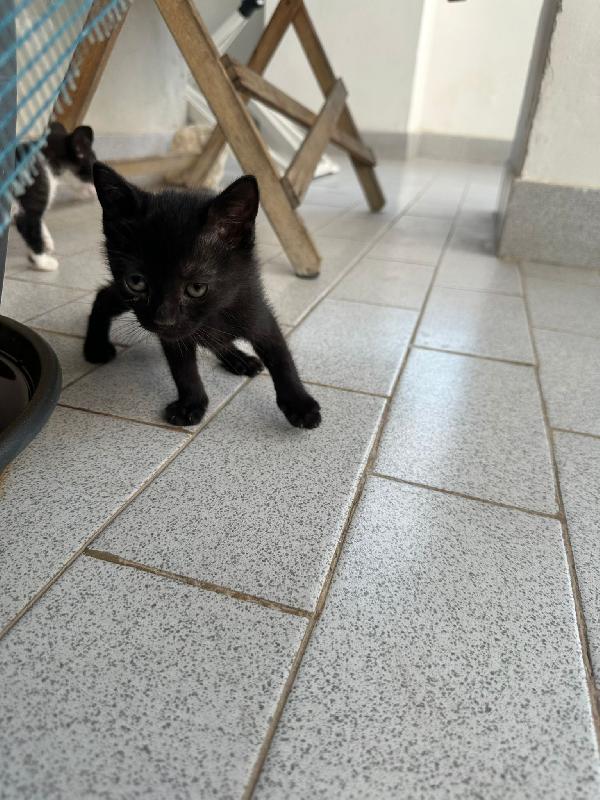 GATTINI DI 2 MESI Foto 5